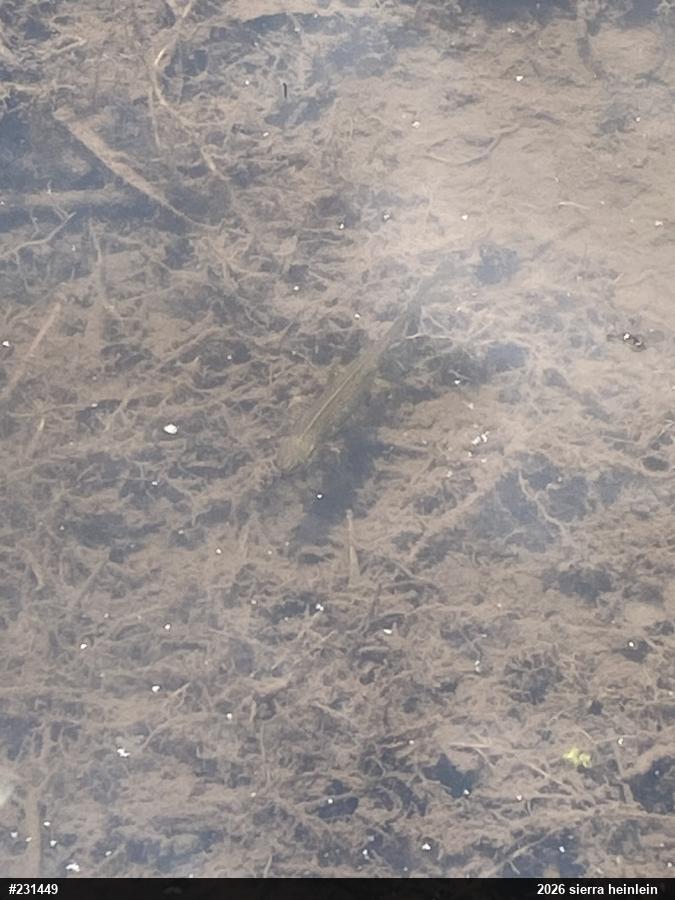 Red-spotted Newt