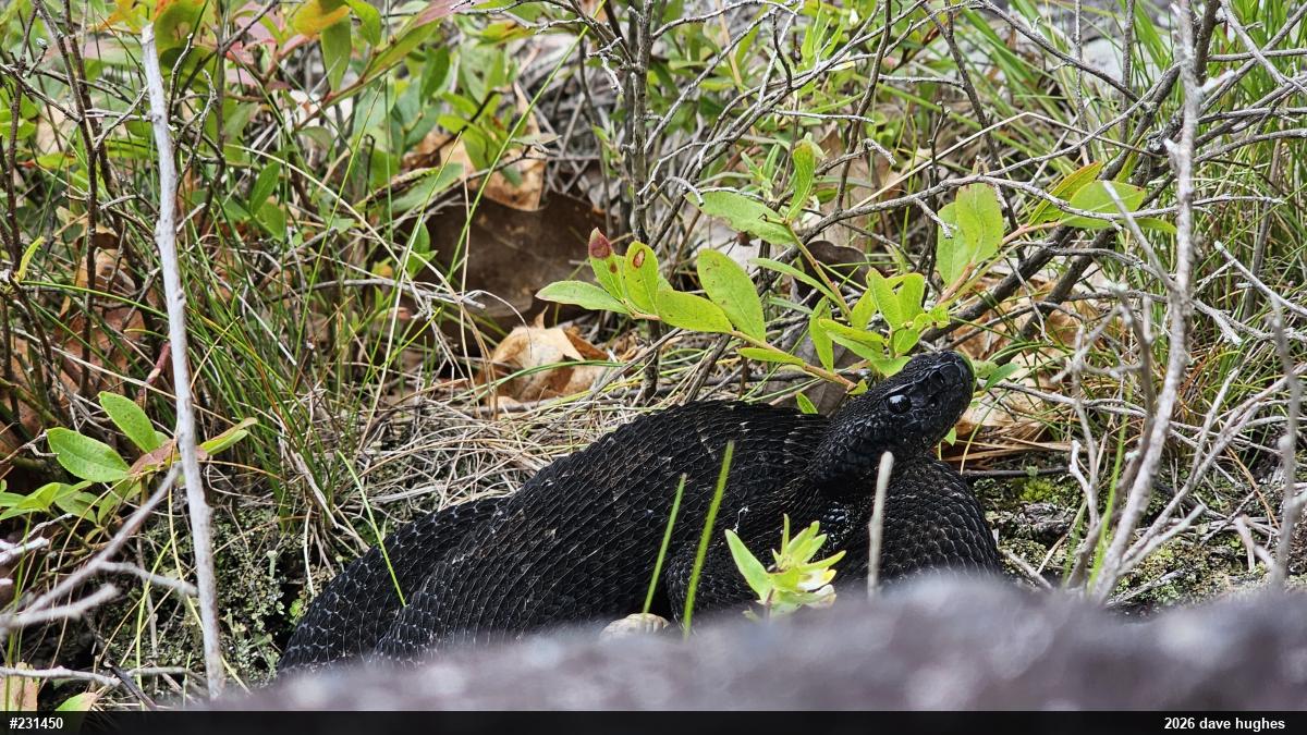Timber Rattlesnake