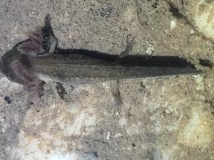 Spotted Salamander