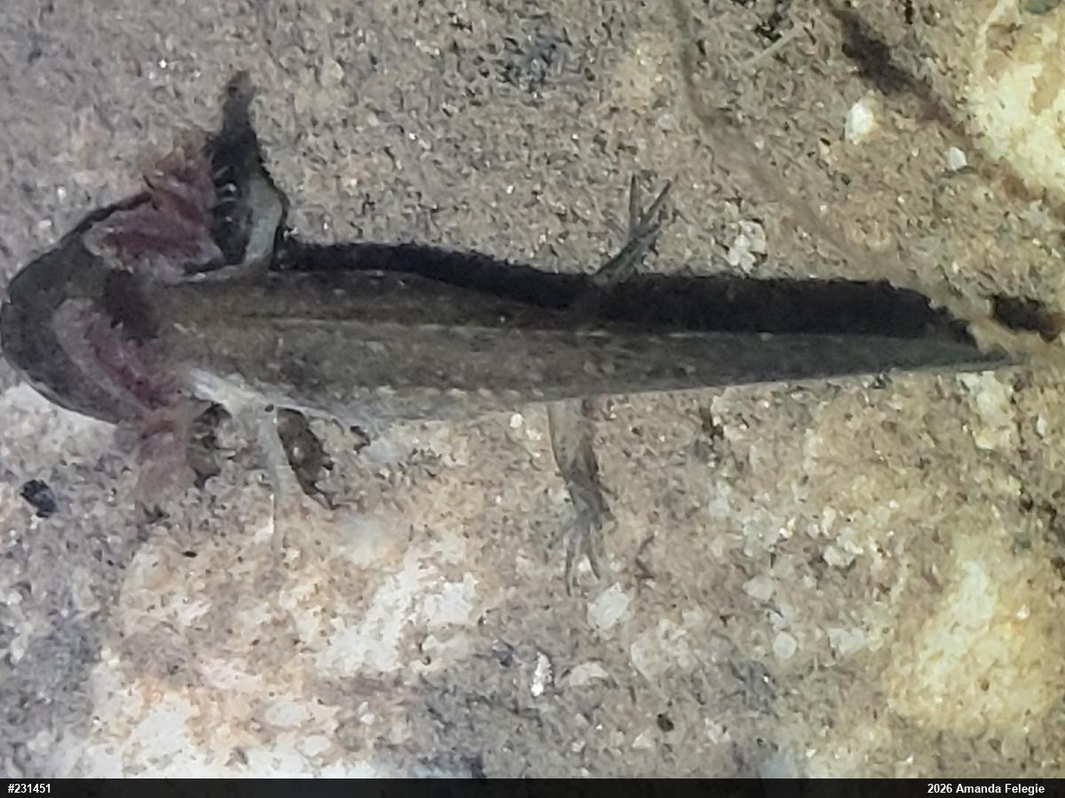 Spotted Salamander