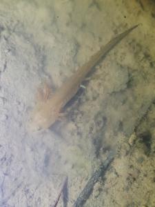 Red-spotted Newt