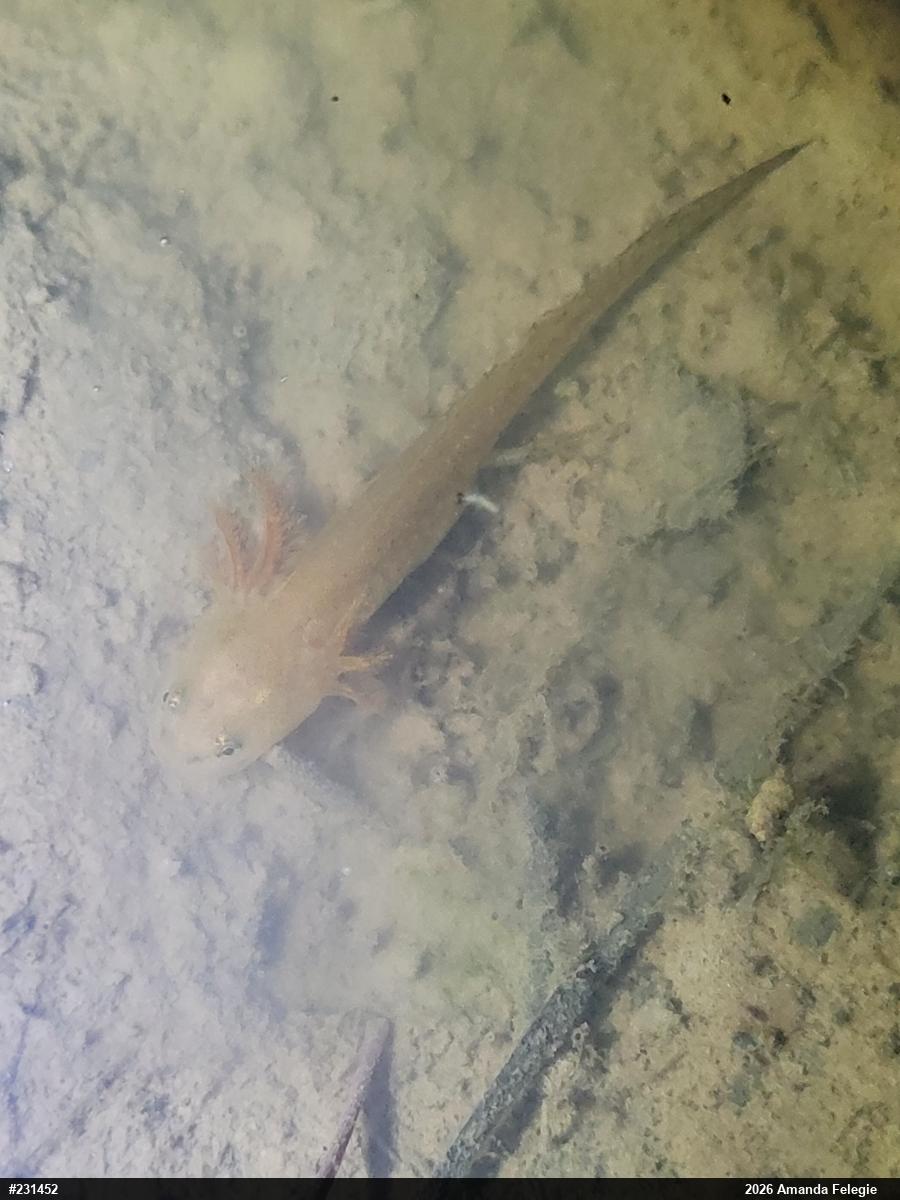 Red-spotted Newt