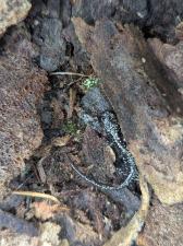 Northern Slimy Salamander
