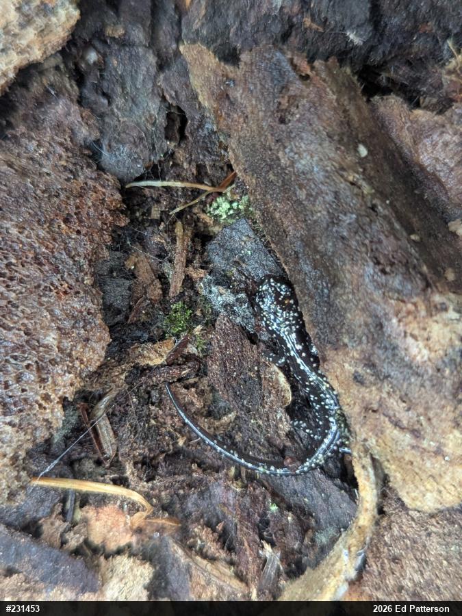 Northern Slimy Salamander