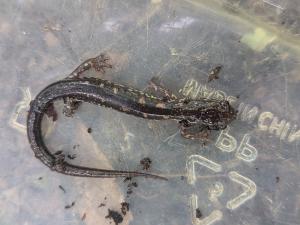 Wehrle's Salamander