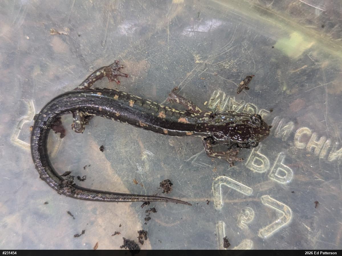 Wehrle's Salamander