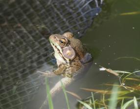 Green Frog