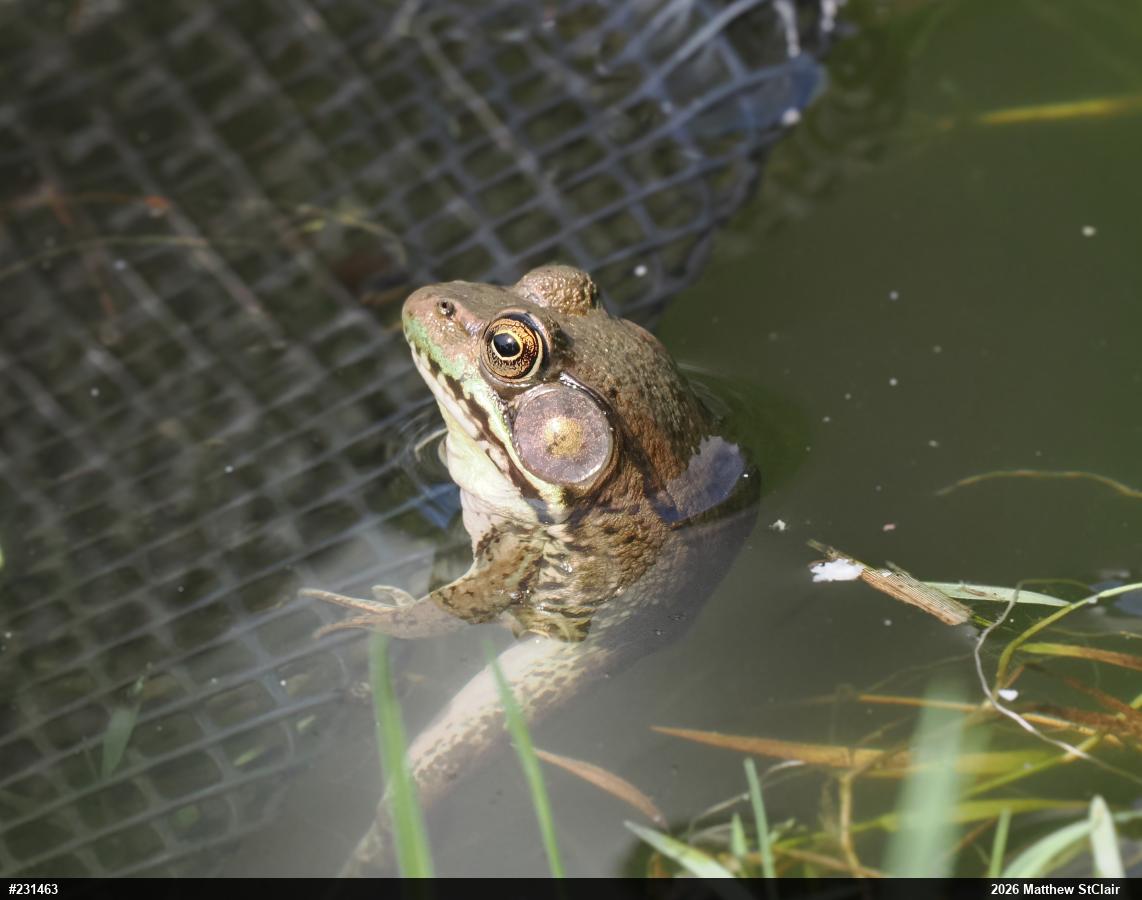 Green Frog