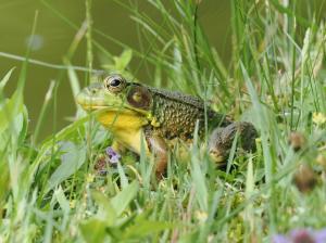 Green Frog