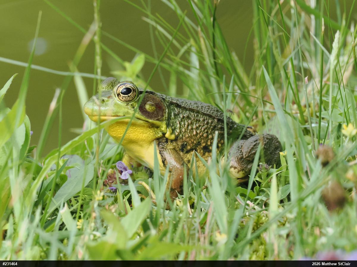Green Frog