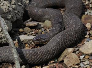 Northern Watersnake