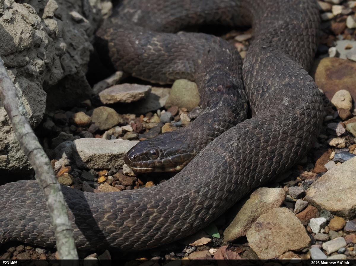 Northern Watersnake