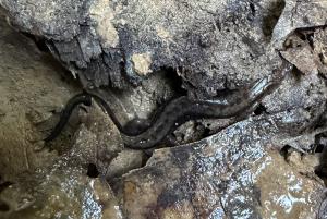 Allegheny Mountain Dusky Salamander