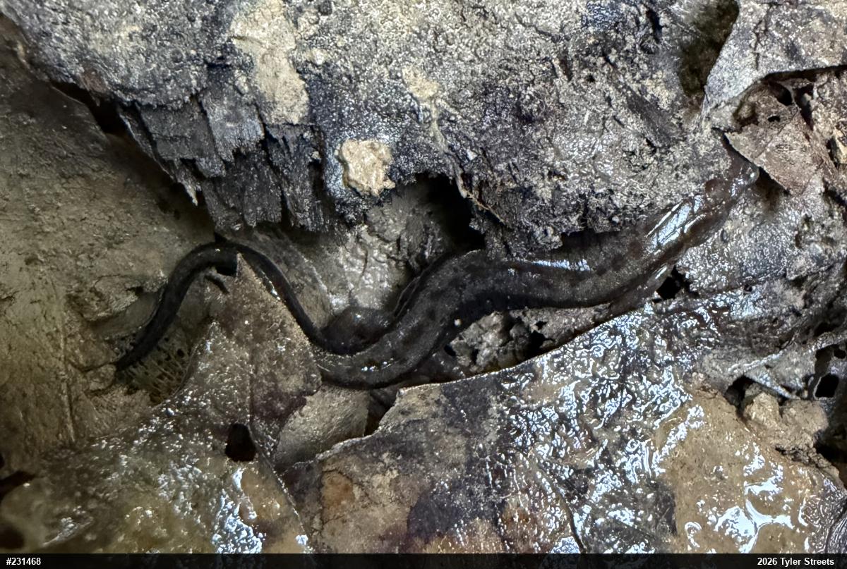 Allegheny Mountain Dusky Salamander