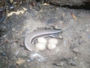 Northern Coal Skink