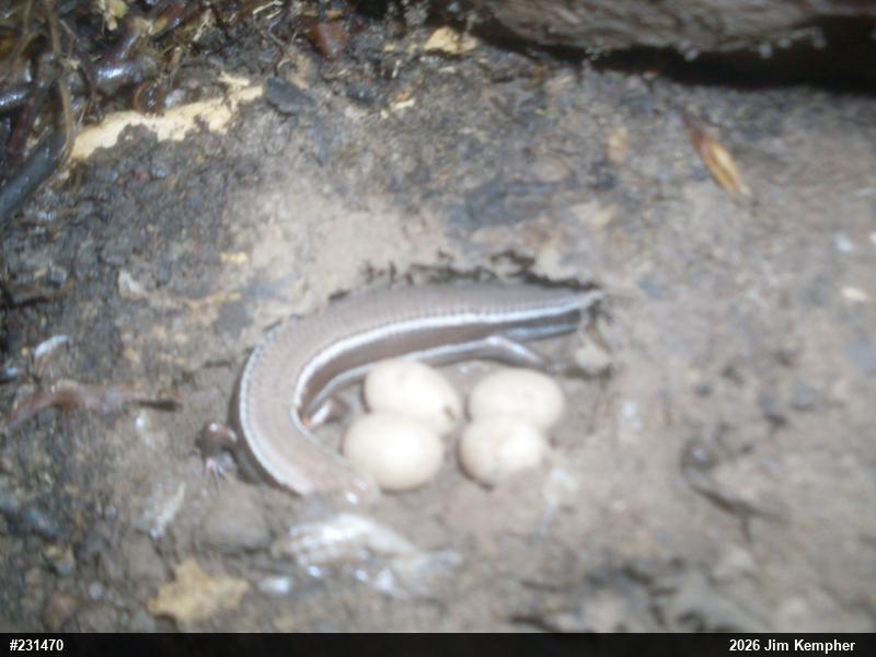 Northern Coal Skink