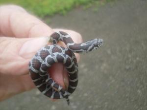 Eastern Milksnake