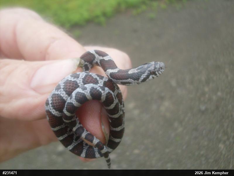 Eastern Milksnake