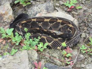Timber Rattlesnake