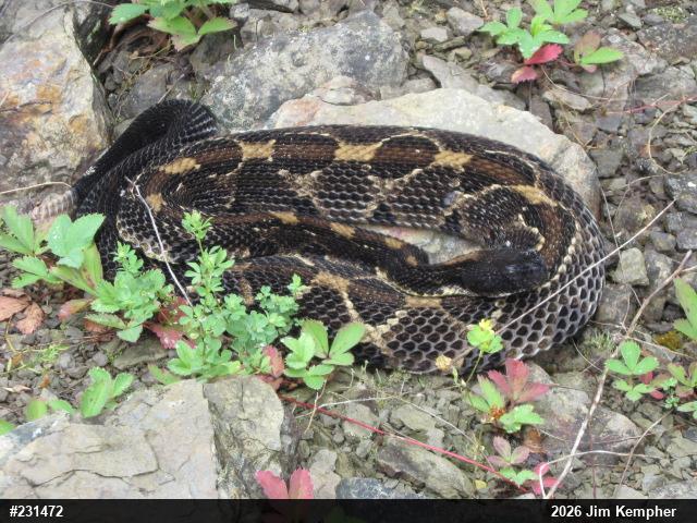 Timber Rattlesnake