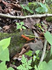 Red-spotted Newt