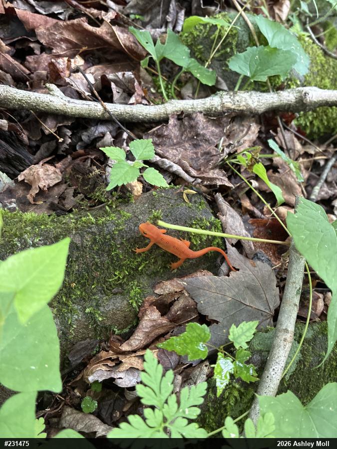 Red-spotted Newt