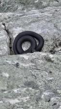 Northern Black Racer