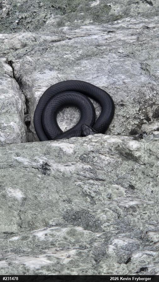Northern Black Racer