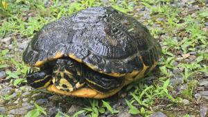 Yellow-bellied Slider