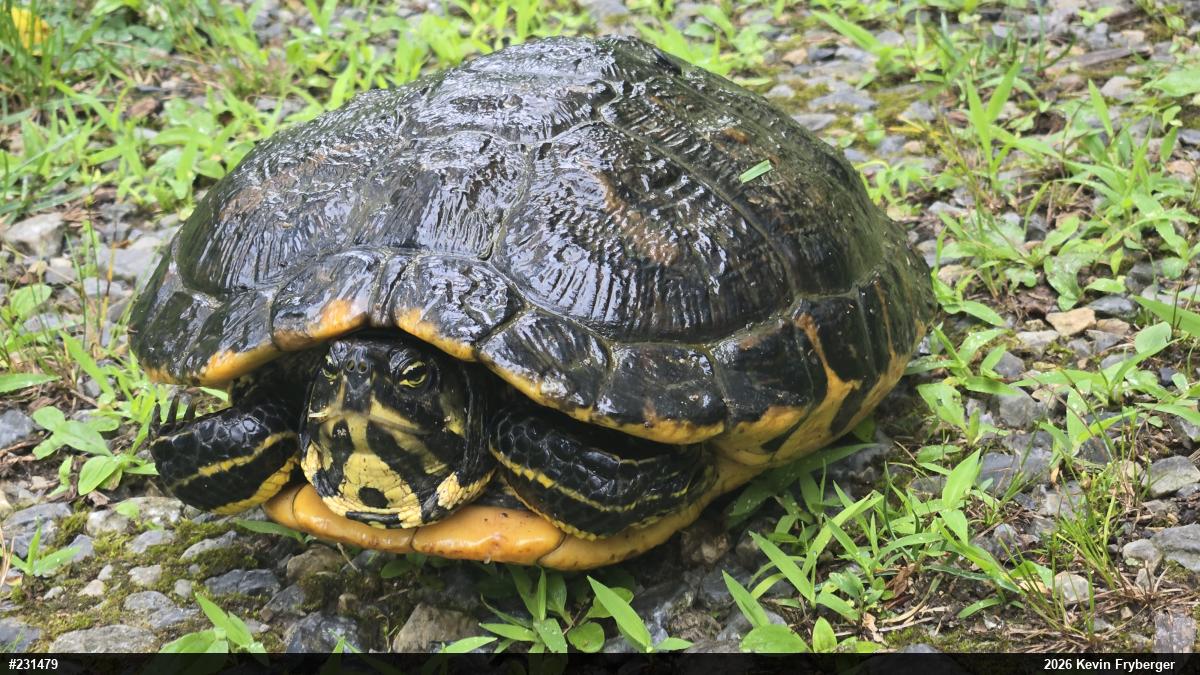 Yellow-bellied Slider