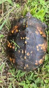 Eastern Box Turtle