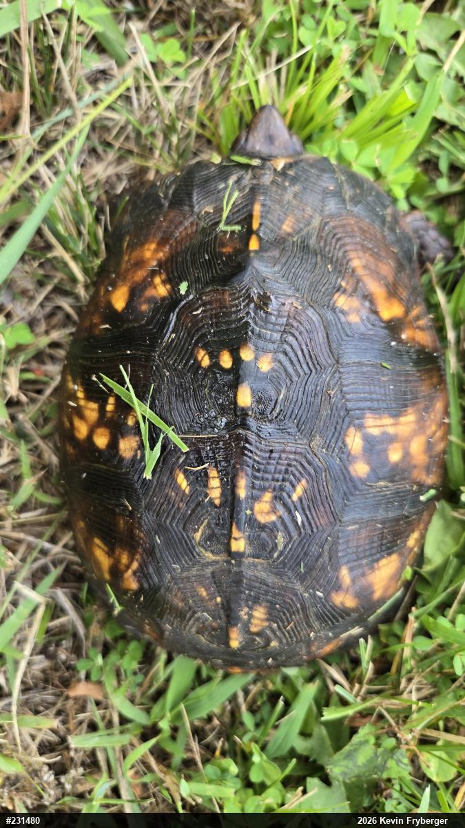 Eastern Box Turtle
