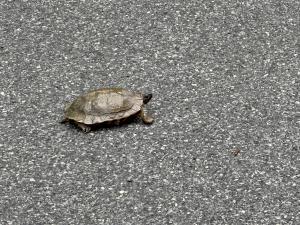 Wood Turtle