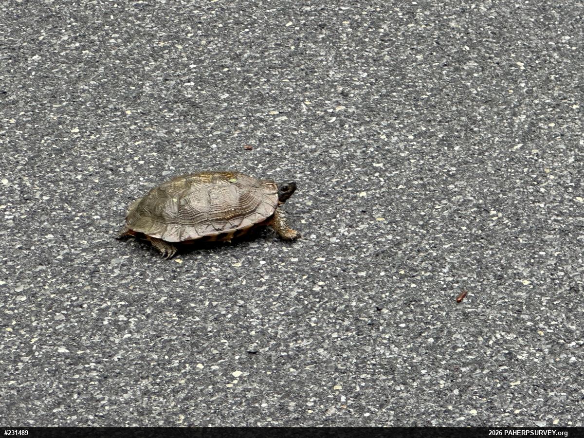 Wood Turtle