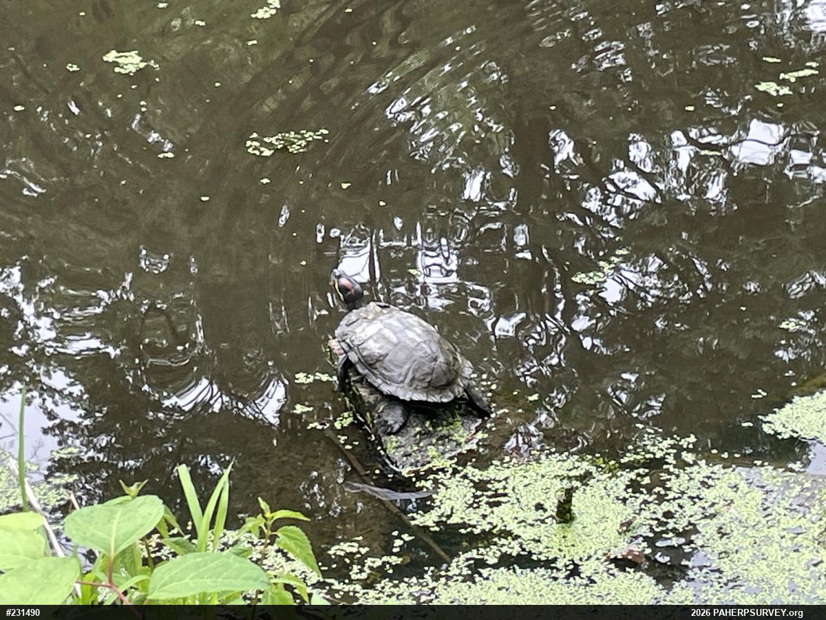 Red-eared Slider