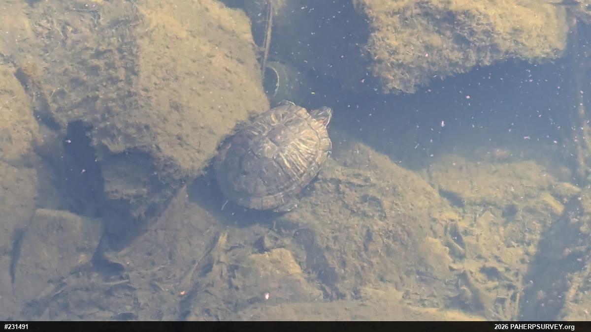 Red-eared Slider