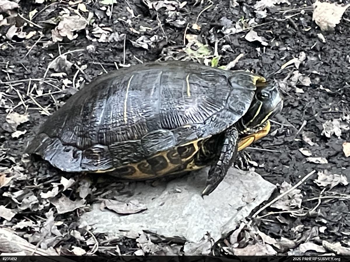 Yellow-bellied Slider
