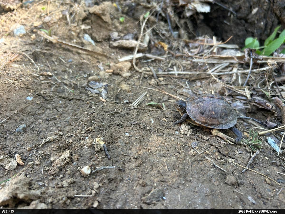 Eastern Box Turtle
