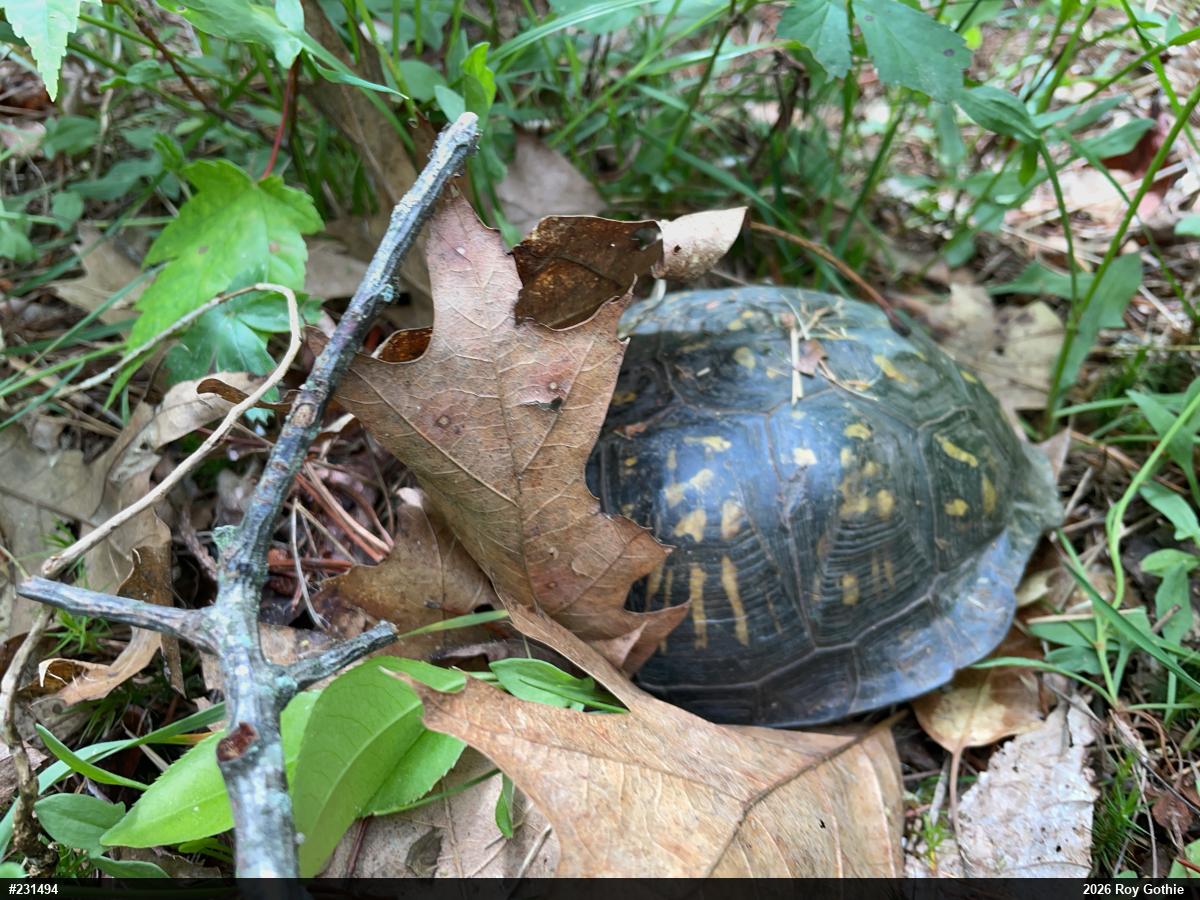 Eastern Box Turtle