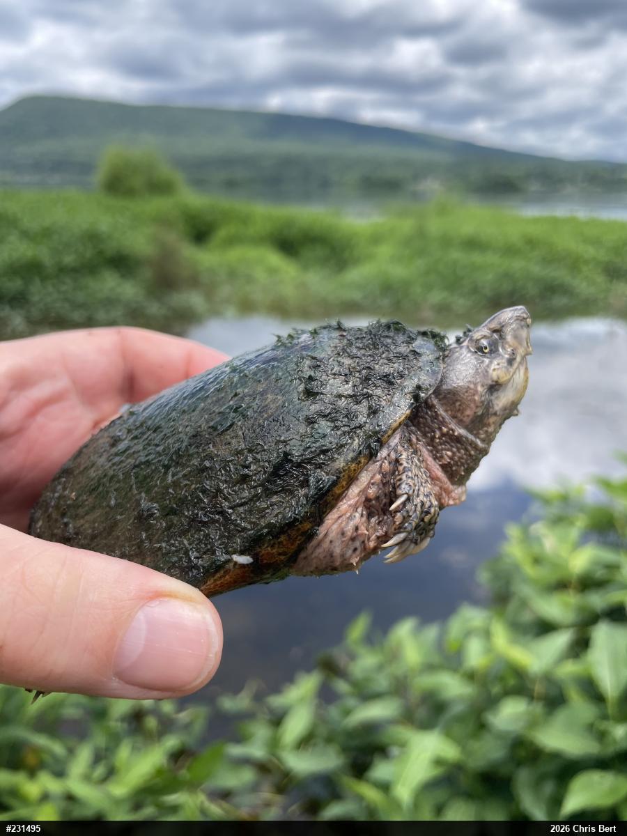 Eastern Musk Turtle