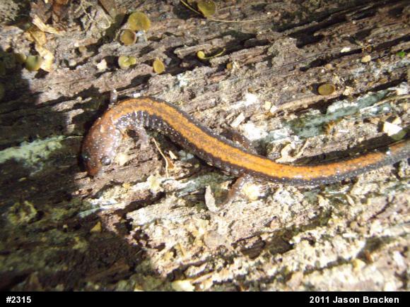 Eastern Red-backed  Salamander
