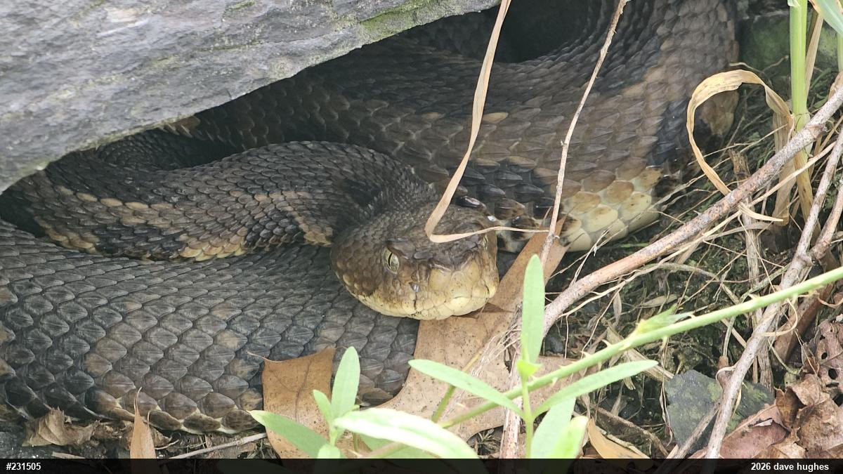 Timber Rattlesnake