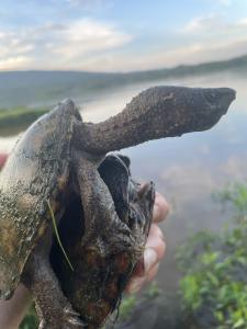 Eastern Musk Turtle