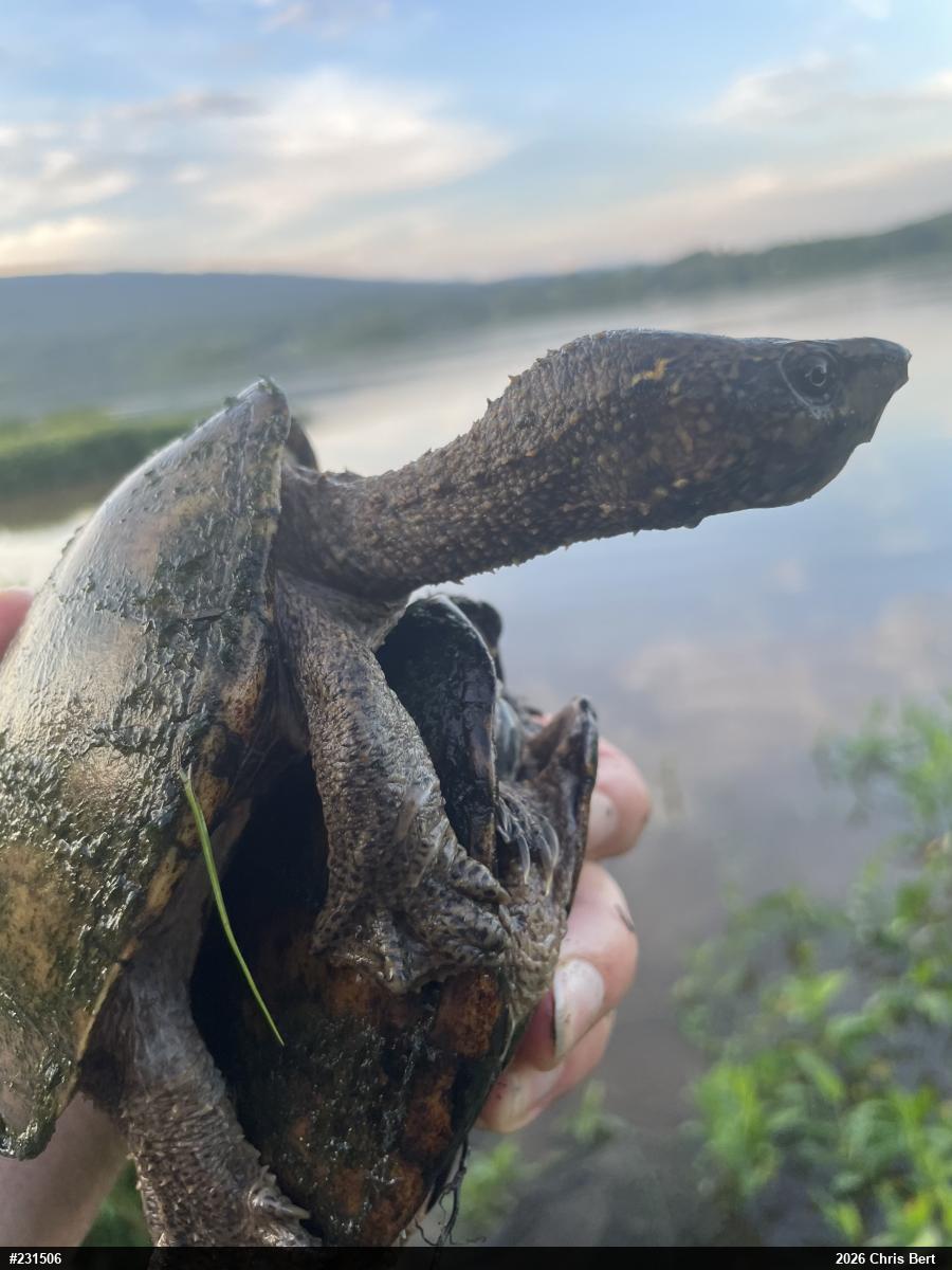 Eastern Musk Turtle