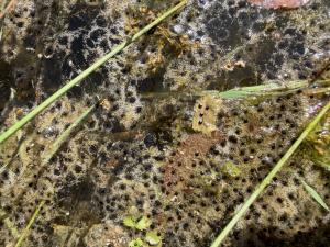 Eastern American Toad