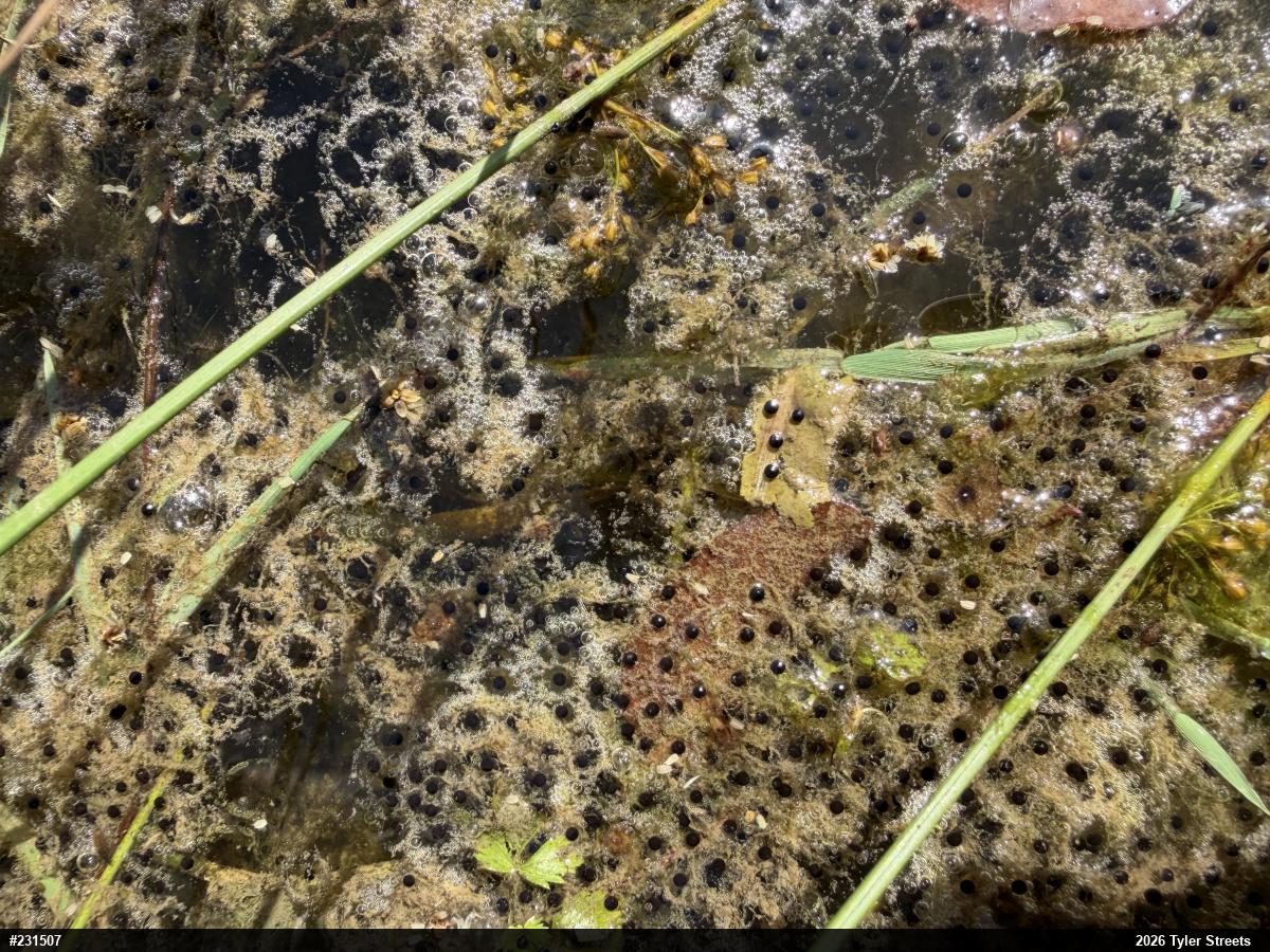 Eastern American Toad