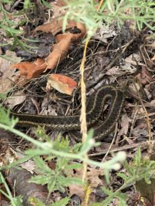 Eastern Gartersnake