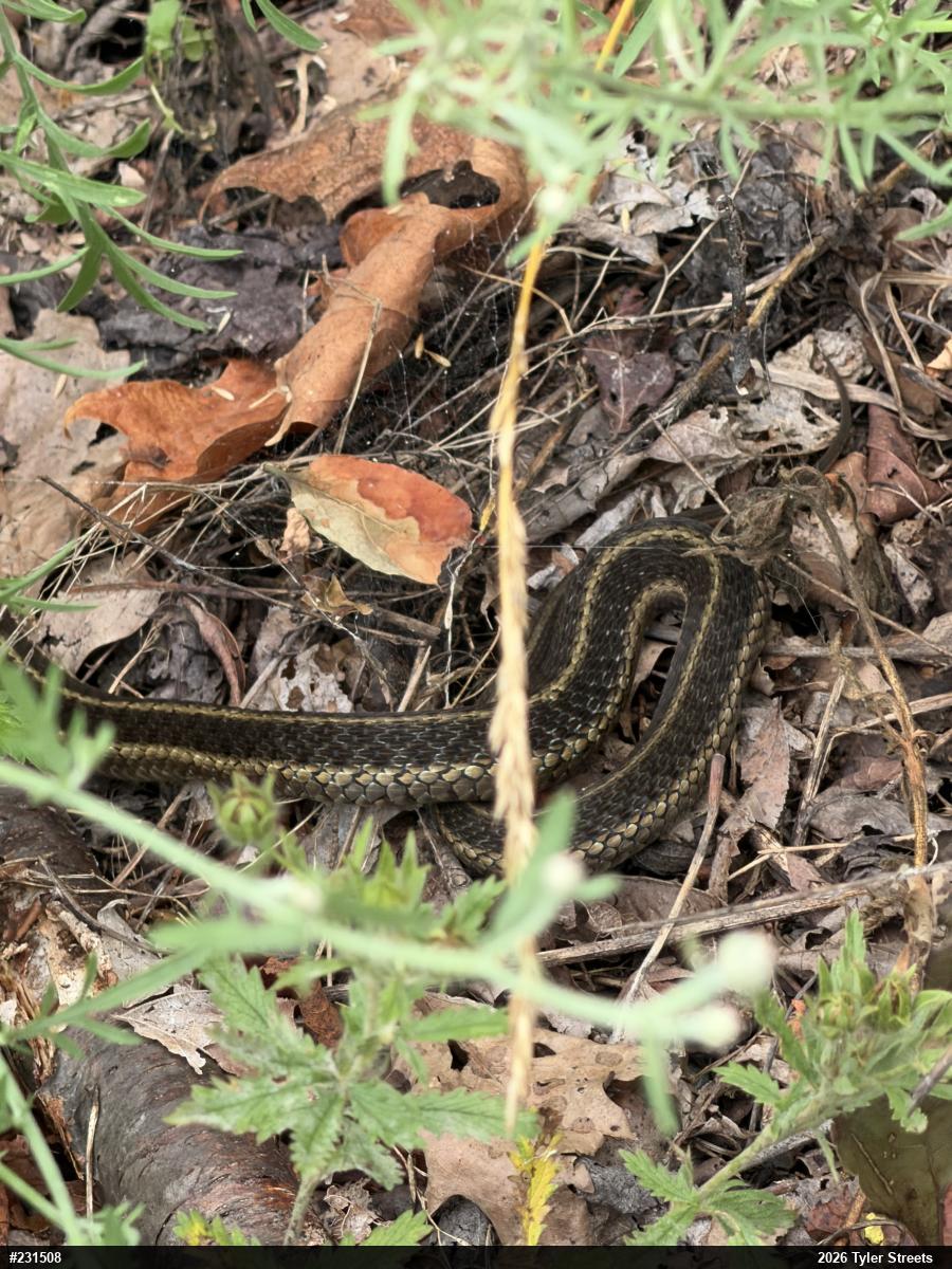 Eastern Gartersnake
