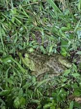 American Bullfrog