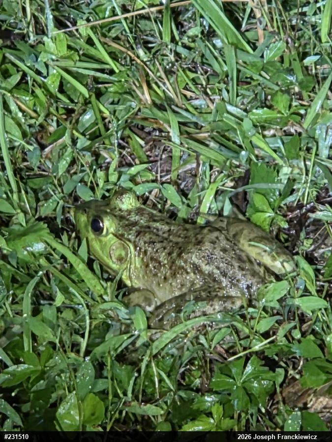 American Bullfrog